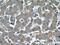 GDNF Family Receptor Alpha 2 antibody, 21973-1-AP, Proteintech Group, Immunohistochemistry paraffin image 
