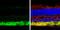 Solute Carrier Family 32 Member 1 antibody, GTX101908, GeneTex, Immunohistochemistry frozen image 