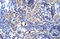 TATA-Box Binding Protein Associated Factor 1 antibody, ARP32473_P050, Aviva Systems Biology, Immunohistochemistry frozen image 