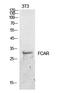Fc Fragment Of IgA Receptor antibody, A07546, Boster Biological Technology, Western Blot image 