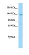 Pleckstrin Homology Domain Containing A6 antibody, orb325009, Biorbyt, Western Blot image 