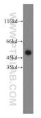 Fyn Related Src Family Tyrosine Kinase antibody, 16197-1-AP, Proteintech Group, Western Blot image 