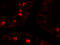 hAG-2 antibody, 7247, ProSci, Immunofluorescence image 