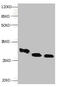 Retinol Binding Protein 4 antibody, CSB-MA070501A0m, Cusabio, Western Blot image 