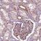 Outer Dense Fiber Of Sperm Tails 3 Like 2 antibody, NBP2-38113, Novus Biologicals, Immunohistochemistry paraffin image 