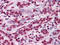 Zinc Finger And BTB Domain Containing 7B antibody, M06831, Boster Biological Technology, Immunohistochemistry frozen image 