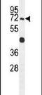 Glycosylphosphatidylinositol Anchor Attachment 1 antibody, PA5-24215, Invitrogen Antibodies, Western Blot image 