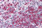 Anaphase Promoting Complex Subunit 4 antibody, MBS244269, MyBioSource, Immunohistochemistry frozen image 