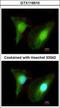Histone methyltransferase SMYD2 antibody, GTX116510, GeneTex, Immunofluorescence image 