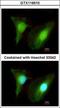 SET And MYND Domain Containing 2 antibody, GTX116510, GeneTex, Immunofluorescence image 