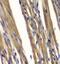 MPTP antibody, FNab06935, FineTest, Immunohistochemistry frozen image 