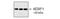 Goat IgG antibody, A27011, Invitrogen Antibodies, Western Blot image 