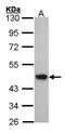 Acyl-CoA Dehydrogenase Medium Chain antibody, PA5-27200, Invitrogen Antibodies, Western Blot image 