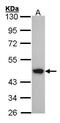 Acyl-CoA Dehydrogenase Medium Chain antibody, PA5-27200, Invitrogen Antibodies, Western Blot image 