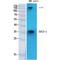 Suppressor Of Cytokine Signaling 1 antibody, LS-C386135, Lifespan Biosciences, Western Blot image 