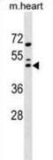 MAF BZIP Transcription Factor antibody, abx030950, Abbexa, Western Blot image 