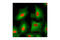 Heat Shock Protein Family B (Small) Member 1 antibody, 2402S, Cell Signaling Technology, Immunocytochemistry image 