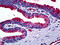 TIMP Metallopeptidase Inhibitor 2 antibody, 51-813, ProSci, Immunohistochemistry paraffin image 