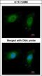 NME/NM23 Nucleoside Diphosphate Kinase 1 antibody, GTX112988, GeneTex, Immunocytochemistry image 