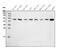 Eukaryotic Translation Termination Factor 1 antibody, M04157-1, Boster Biological Technology, Western Blot image 