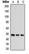 Serine/Threonine Kinase 24 antibody, orb304611, Biorbyt, Western Blot image 