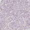 PARP2 antibody, HPA052003, Atlas Antibodies, Immunohistochemistry frozen image 