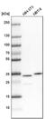 Tubulin Folding Cofactor B antibody, PA5-59695, Invitrogen Antibodies, Western Blot image 