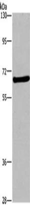 Fem-1 Homolog B antibody, CSB-PA722618, Cusabio, Western Blot image 