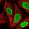 BRCA1 Associated RING Domain 1 antibody, NBP2-47543, Novus Biologicals, Immunofluorescence image 