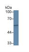 Complement Factor Properdin antibody, abx130872, Abbexa, Western Blot image 