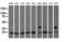 Rho GDP Dissociation Inhibitor Alpha antibody, GTX84859, GeneTex, Western Blot image 