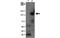 Phosphodiesterase 3B antibody, MBS833563, MyBioSource, Western Blot image 