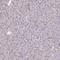 Protocadherin-1 antibody, HPA050538, Atlas Antibodies, Immunohistochemistry frozen image 