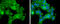 Cyclin Dependent Kinase 1 antibody, GTX108120, GeneTex, Immunocytochemistry image 