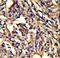 Nas7 antibody, LS-C162242, Lifespan Biosciences, Immunohistochemistry frozen image 