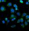 Isocitrate Dehydrogenase (NADP(+)) 2, Mitochondrial antibody, M00510-4, Boster Biological Technology, Immunofluorescence image 