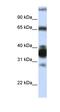 Arginase 1 antibody, orb330436, Biorbyt, Western Blot image 