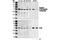 Phosphatase And Tensin Homolog antibody, 9554S, Cell Signaling Technology, Western Blot image 