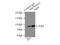 Heat Shock Protein 90 Alpha Family Class B Member 1 antibody, 13171-1-AP, Proteintech Group, Immunoprecipitation image 
