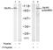 Glutamate Ionotropic Receptor AMPA Type Subunit 2 antibody, GTX79064, GeneTex, Western Blot image 