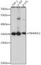 Transmembrane protein C3orf1 homolog antibody, A15839, ABclonal Technology, Western Blot image 