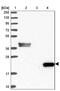 Complement C8 Gamma Chain antibody, NBP2-14422, Novus Biologicals, Western Blot image 