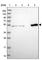 Coiled-Coil Domain Containing 149 antibody, HPA044158, Atlas Antibodies, Western Blot image 