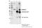 Optineurin antibody, 70928S, Cell Signaling Technology, Immunoprecipitation image 