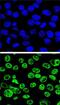 MDM2 Proto-Oncogene antibody, PA5-11352, Invitrogen Antibodies, Immunofluorescence image 