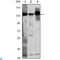 Structural Maintenance Of Chromosomes 1A antibody, LS-C812775, Lifespan Biosciences, Western Blot image 