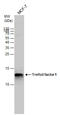 Trefoil Factor 1 antibody, GTX121461, GeneTex, Western Blot image 