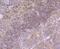 Growth Hormone 1 antibody, NBP2-66893, Novus Biologicals, Immunohistochemistry paraffin image 
