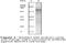 Checkpoint Kinase 1 antibody, LS-C47149, Lifespan Biosciences, Western Blot image 