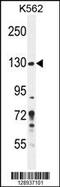 Pleckstrin Homology And RhoGEF Domain Containing G3 antibody, 55-682, ProSci, Western Blot image 